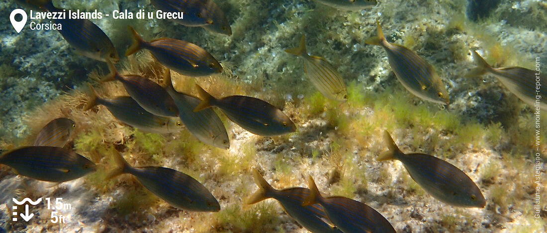 Banc de saupes de Méditerranée à la Cala di u Grecu