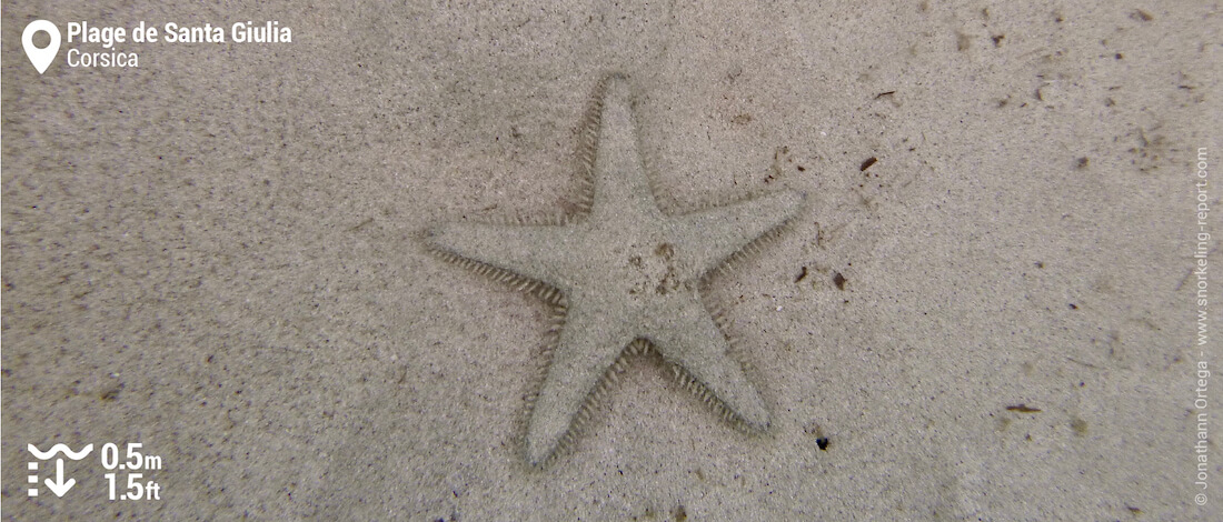 Starfish at Santa Giulia Beach, Corsica