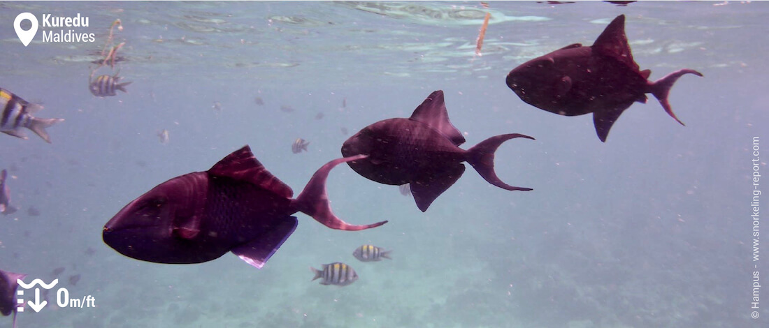 Black triggerfish in Kuredu