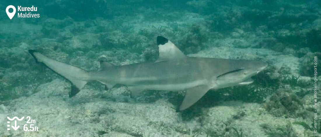 Snorkeling with blacktip reef shark in Kuredu