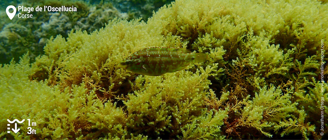 Crénilabre à cinq taches à la plage de l'Oscelluccia