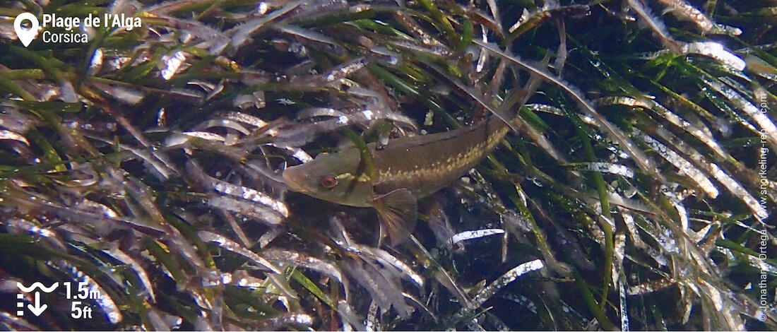 Brown wrasse at Plage de l'Alga