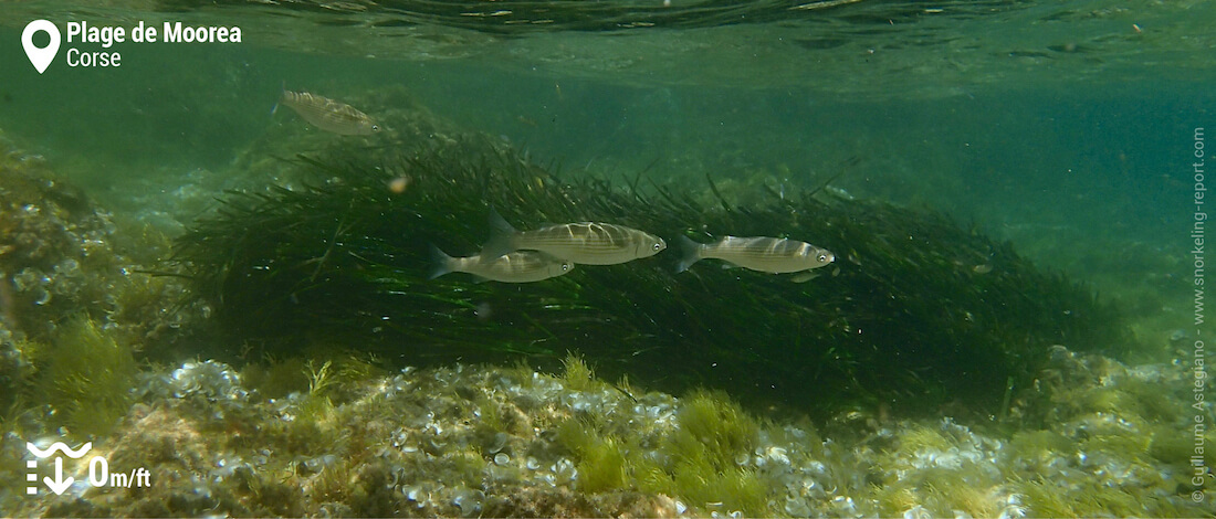 Mulets lippu à la plage de Moorea, Ajaccio