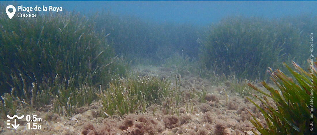 Neptune grass reef at Plage de la Roya