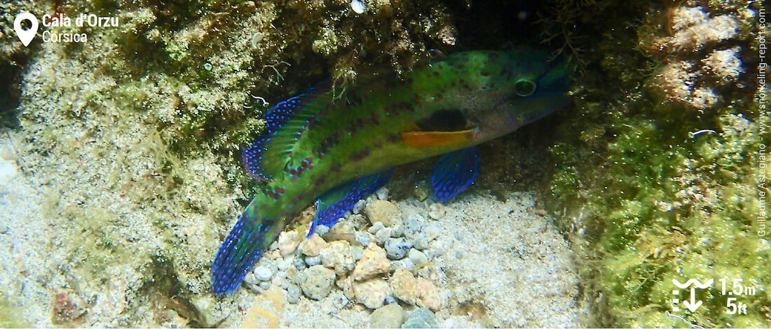 Peacock wrasse at Cala d'Orzu