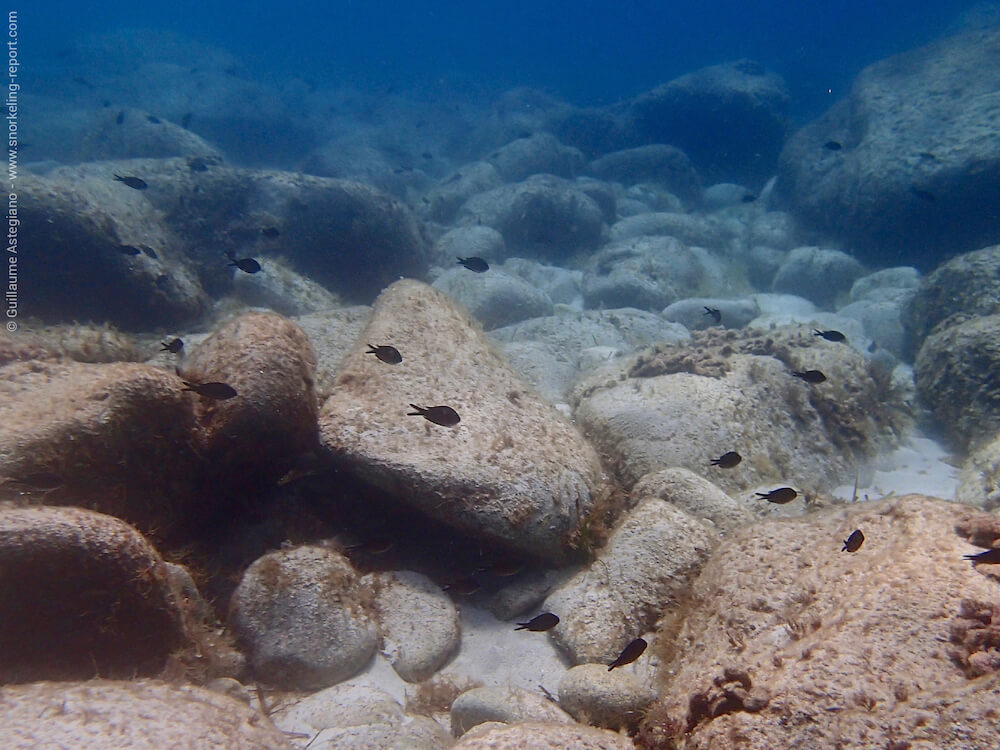Plage De Loscelluccia Snorkeling Report