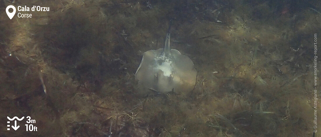 Raie pastenague en palmes-masque-tuba à Cala d'Orzu