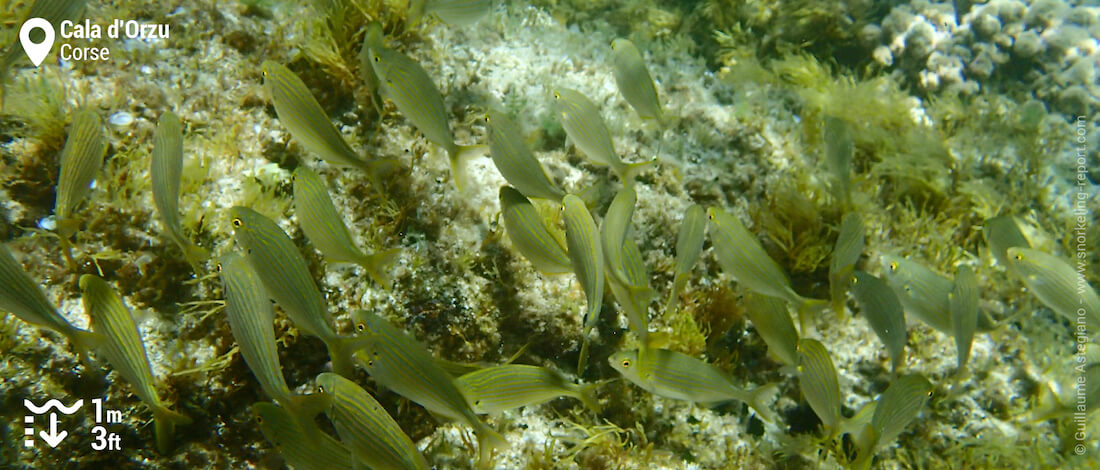 Banc de saupes de Méditerranée à Cala d'Orzu