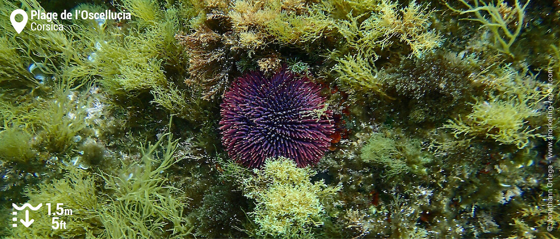 Purple sea urchin at Plage de l'Oscelluccia