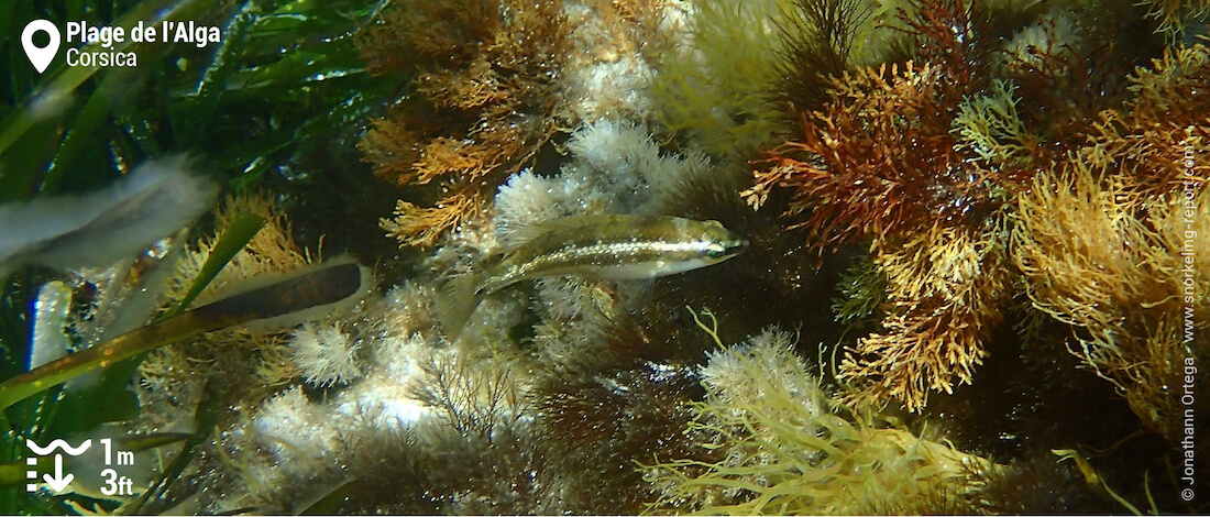 Snorkeling Plage de l'Alga, Corsica