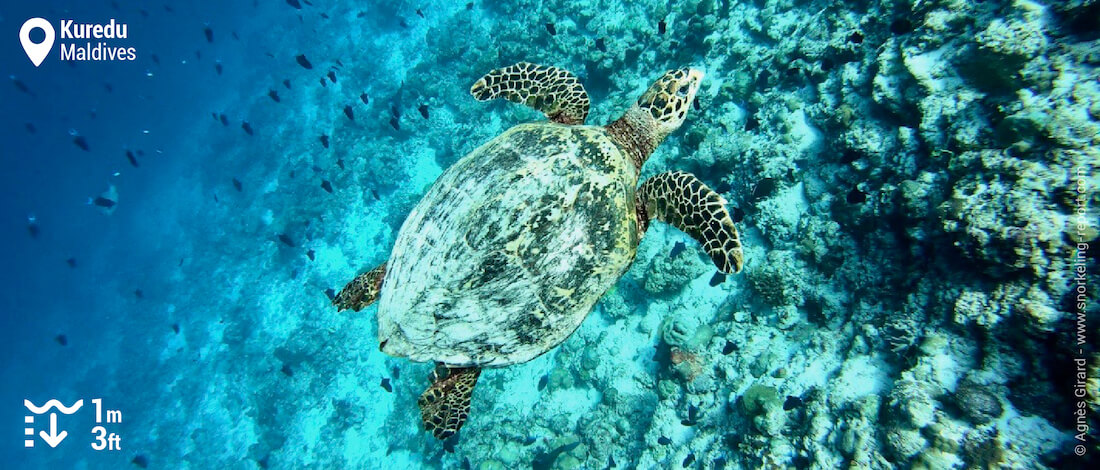 Hawksbill sea turtle on Kuredu s drop off