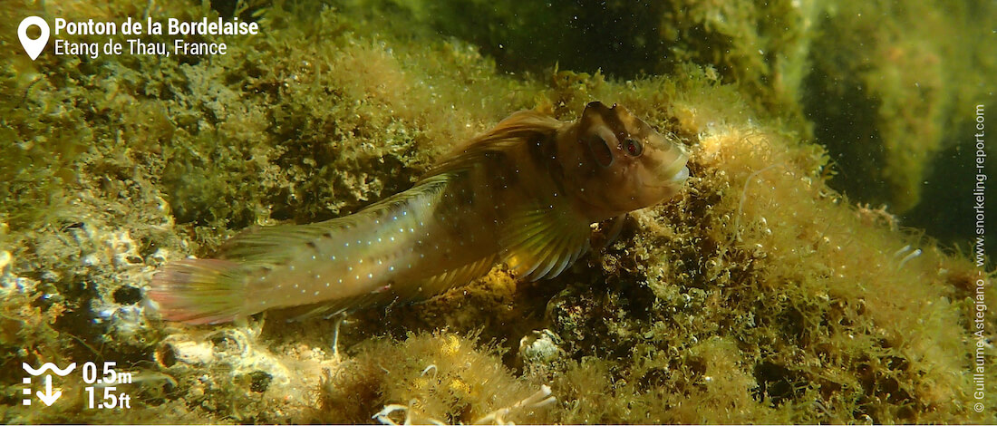 Peacock blenny at Ponton de la Bordelaise, Sète