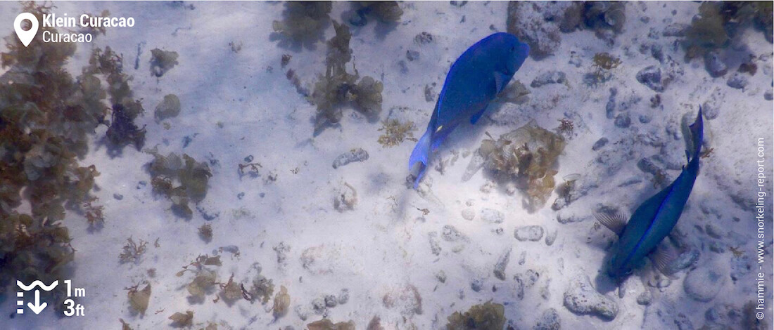 Blue tang in Klein Curacao