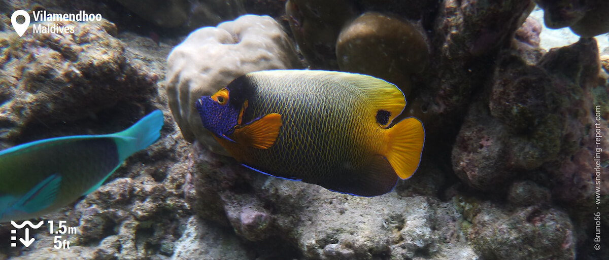 Blueface angelfish