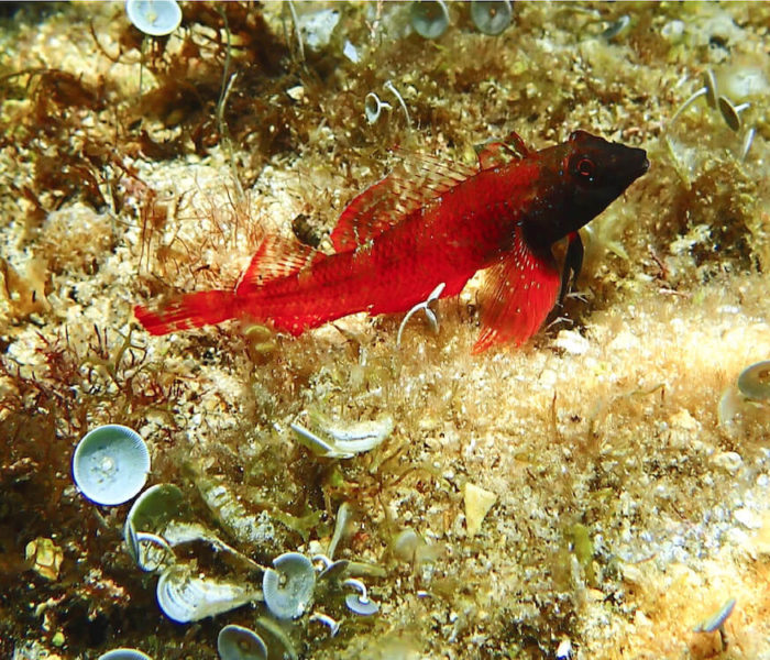 Calanque de Sugiton