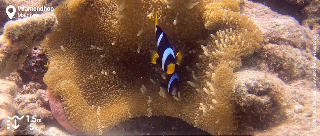 Poissons-clowns de Clark sur le récif de Vilamendhoo