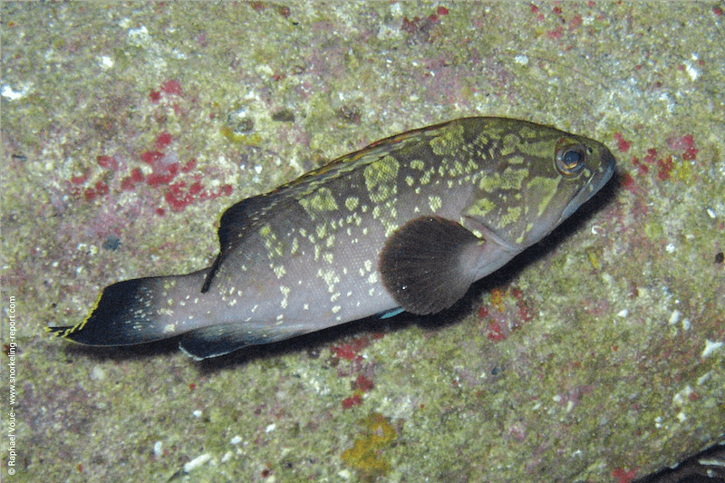 Epinephelus marginatus