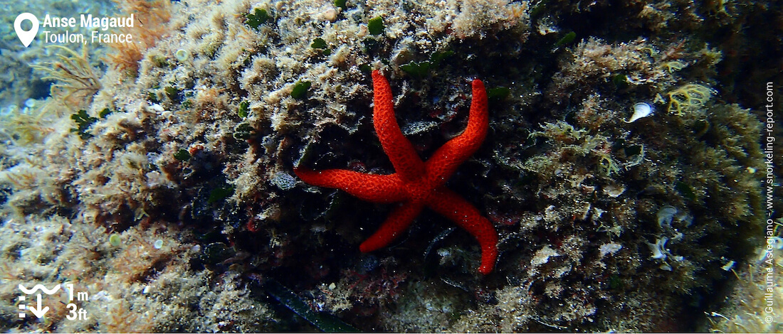 Etoile de mer rouge à l'Anse Magaud, Toulon