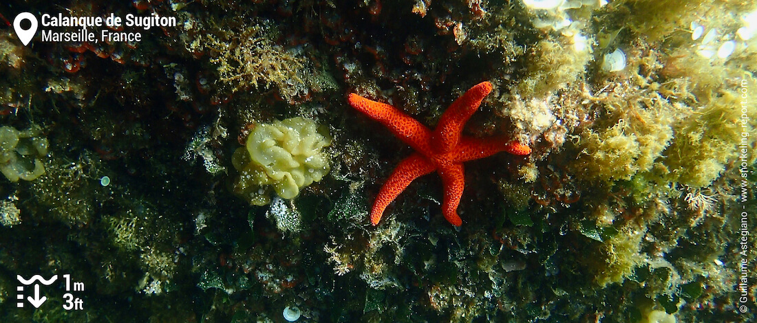 Etoile de mer rouge dans la calanque de Sugiton