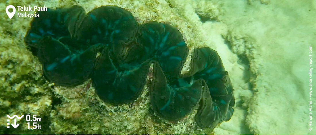 Giant clam in Teluk Pauh, Perhentian Besar