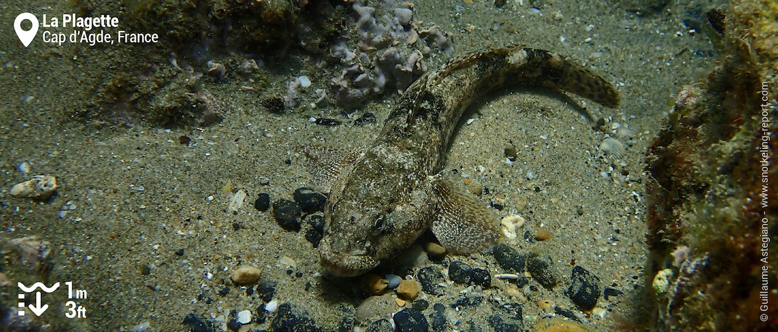 Goby in Cap d'Agde snorkel trail