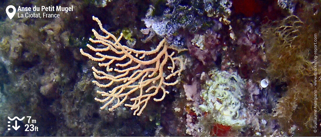 Yellow gorgonian at Anse du Petit Mugel