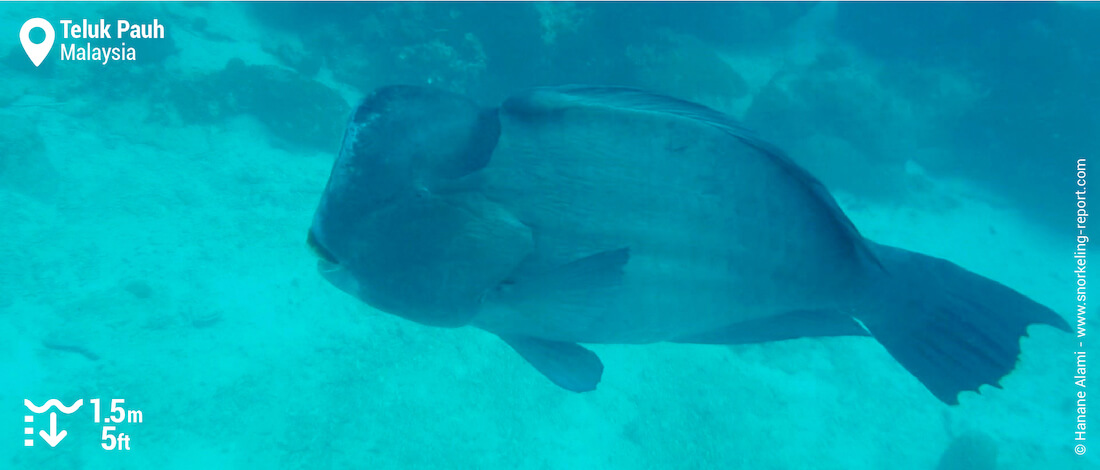 Green humphead parrotfish in Teluk Pauh, Perhentian Besar