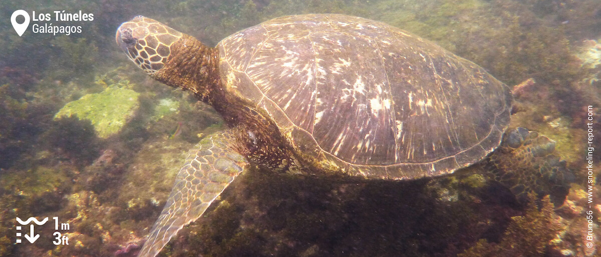 Green sea turtle