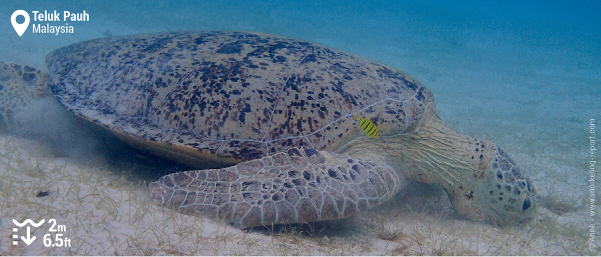 Green sea turtle in Teluk Pauh, Perhentian