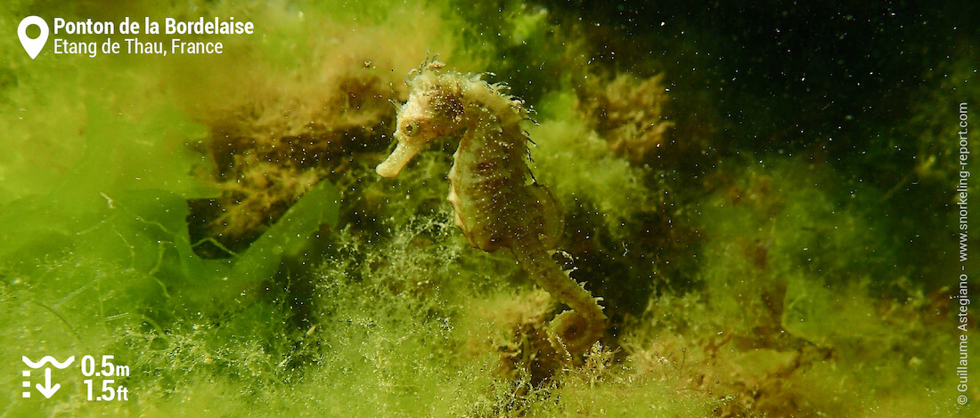 Long-snouted seahorse in the Etang de Thau