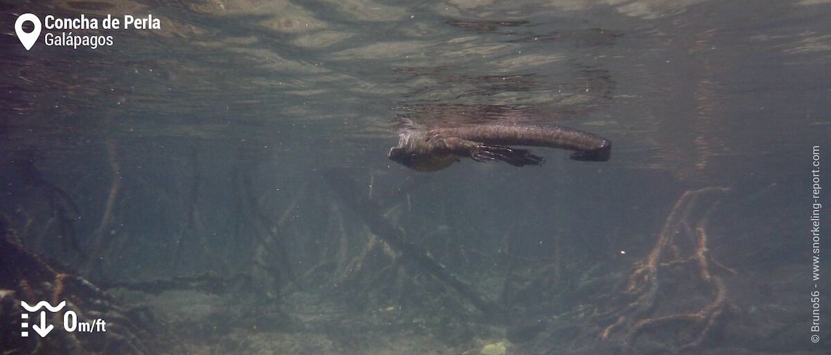 Marine iguana in Concha de Perla