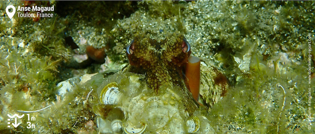 Common octopus at Anse Magaud