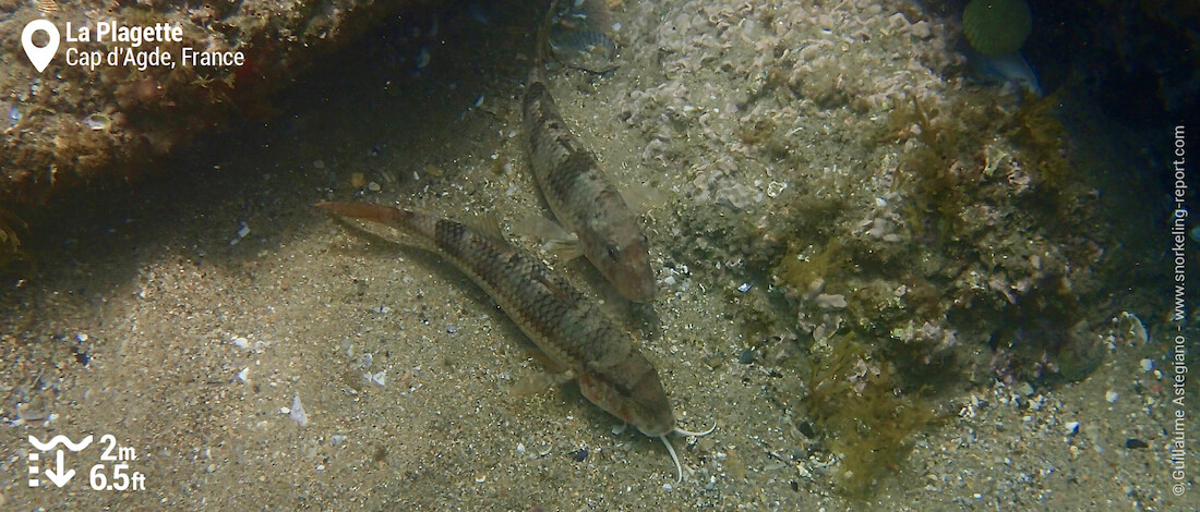 Striped red mullets in Cap d'Agde underwater trail