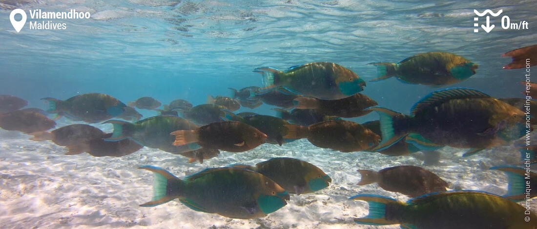 Banc de poissons-perroquets sur le platier de Vilamendhoo