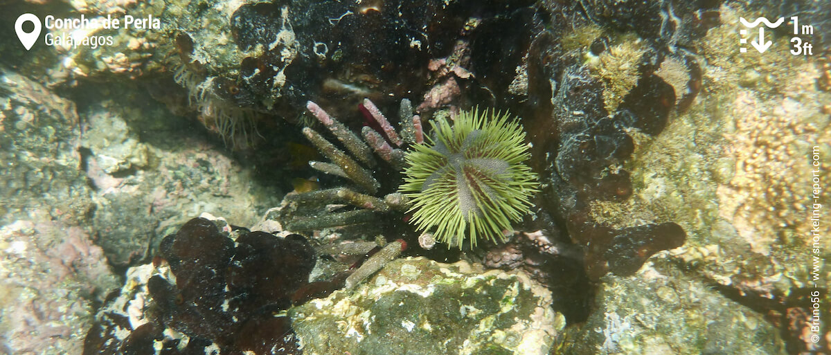 Sea urchin at Concha de Perla
