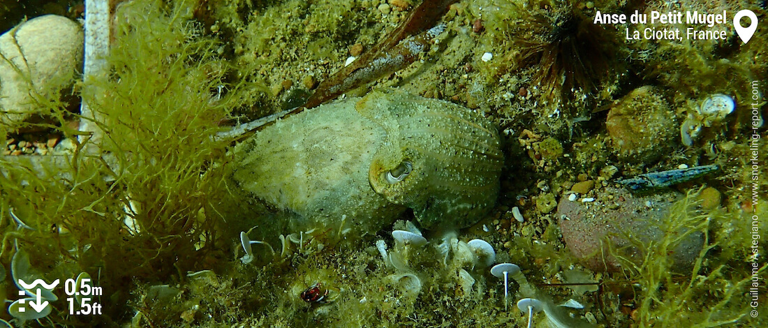 Seiche commune à l'Anse du Petit Mugel