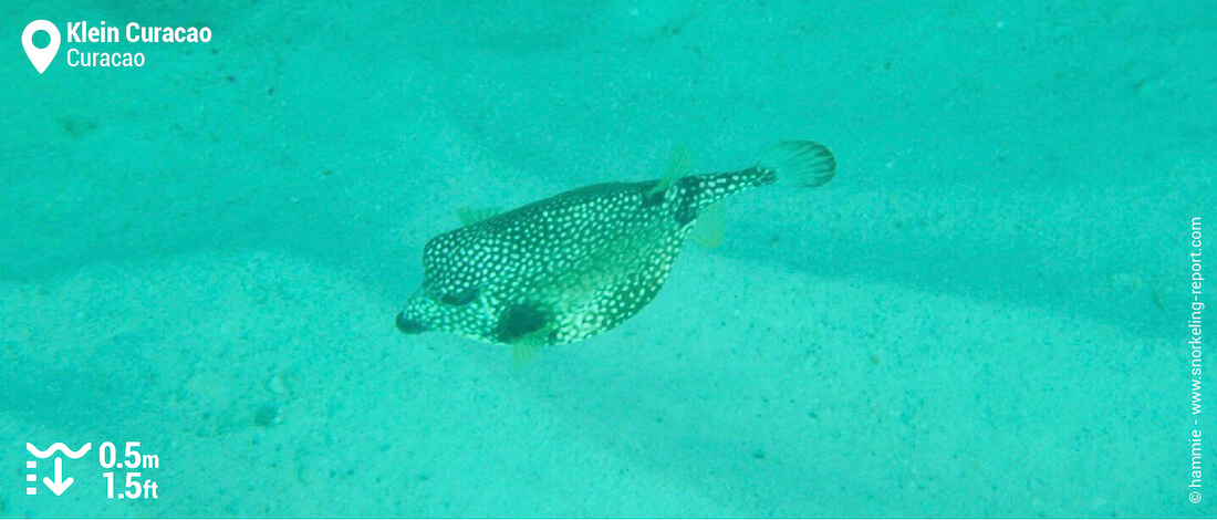 Smooth trunkfish at Klein Curacao