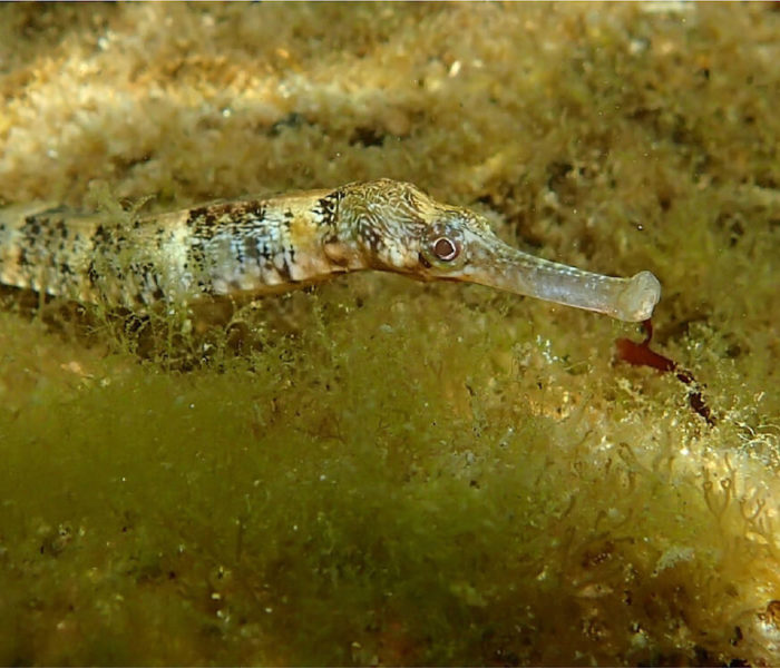 Ponton de la Bordelaise