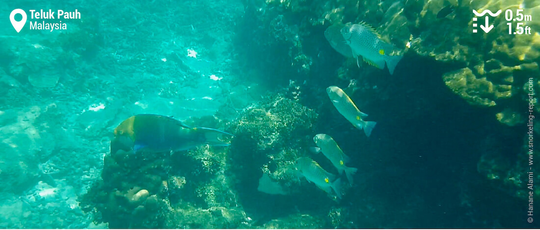Reef fish at Teluk Pauh