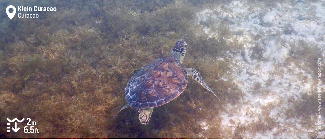 Snorkeling with green sea turtles in Klein Curacao