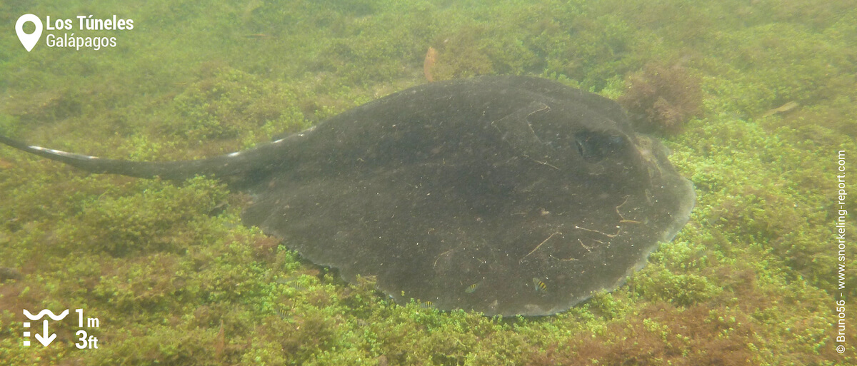 Stingray at Los Tuneles