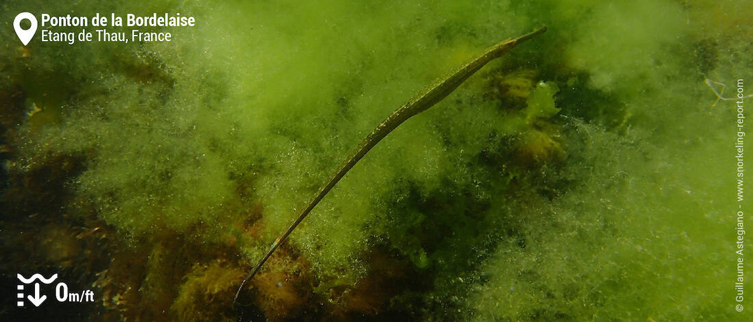 Pipefish at Ponton de la Bordelaise, Balaruc