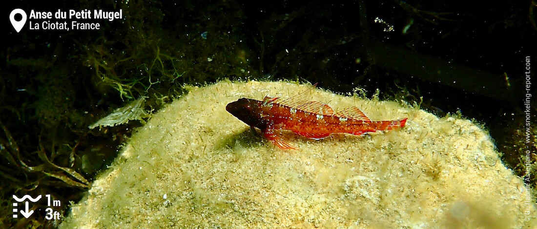 Tripterygion à l'Anse du Petit Mugel