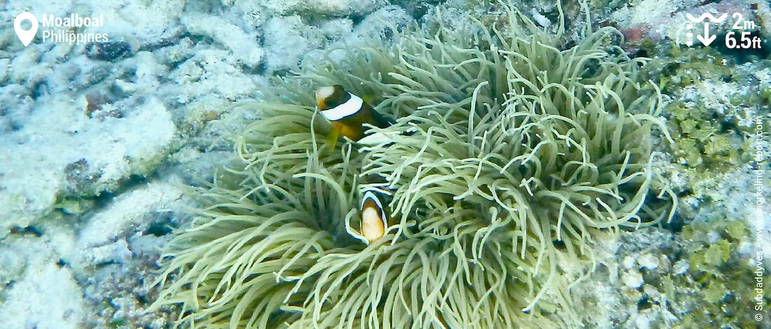 Clark's anemonefish in Moalboal