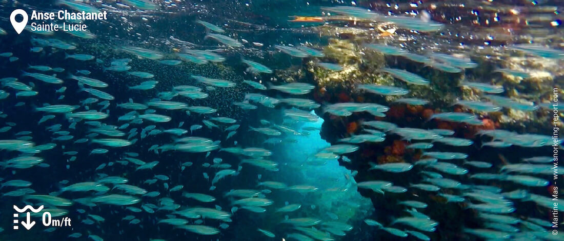 Banc de poissons à l'Anse Chastanet