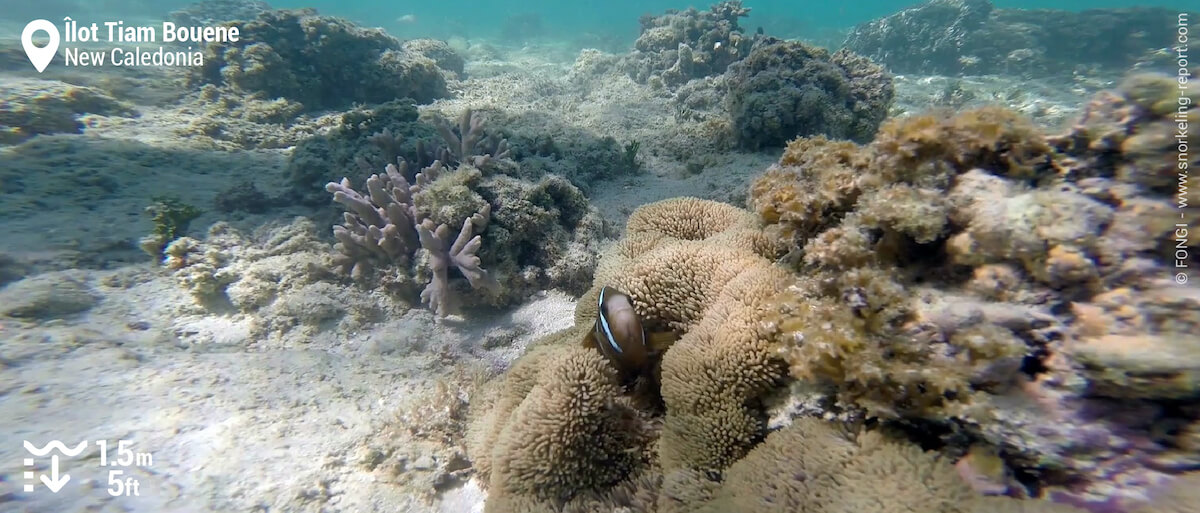 Barrier reef anemonefish at Ilot Tiam Bouene