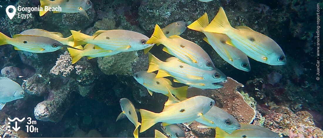 School of blue line snapper at Gorgonia Beach Resort