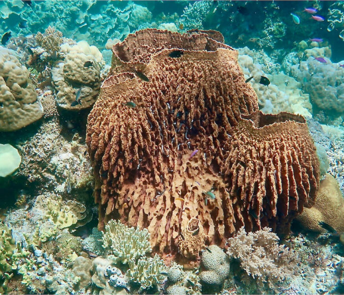 Cabilao Bamboo Reef