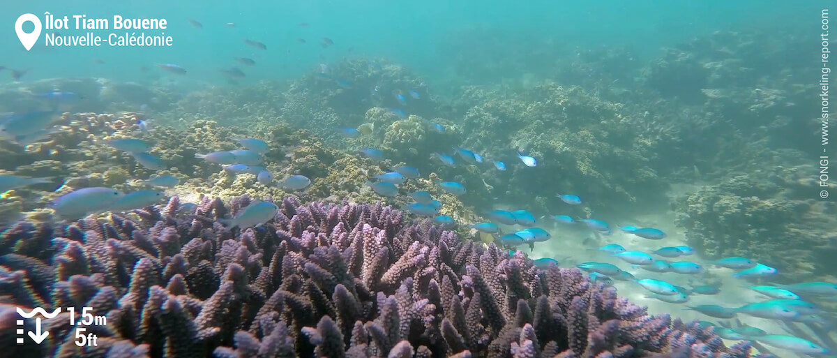 Groupe de chromis verts dans du corail branchu