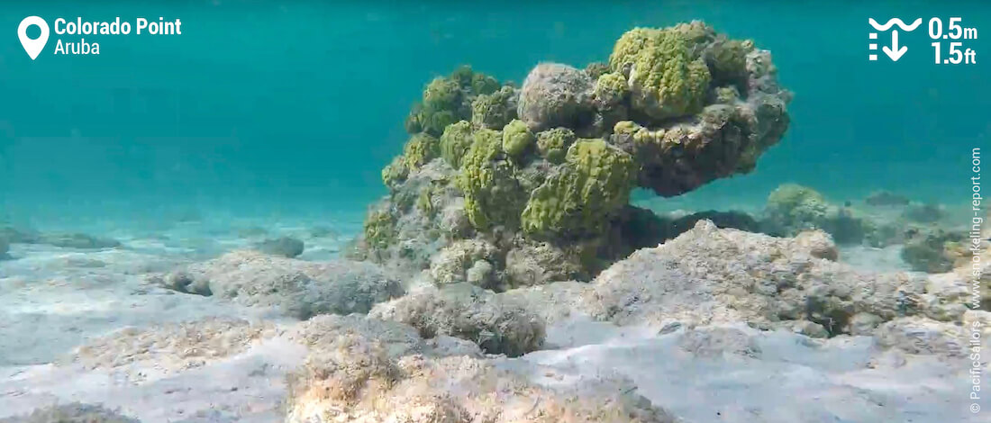 Coral bommie at Colorado Point, Aruba